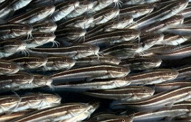 Bali 2016 - Striped catfish - Balibot raye - Plolosus lineatus - IMG_6128_rc